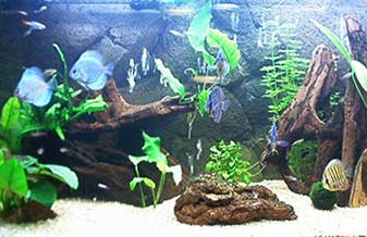 Aquário Hooby Fish - Foto 1