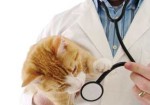 clinicas-veterinarias-augusta-1363621418