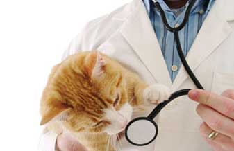 Clínica Veterinária Vet Masters - Foto 1