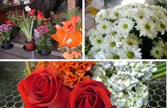 Fidalga Flores e Presentes - Foto 1