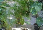 plantas-ornamentais-augusta-1363628188
